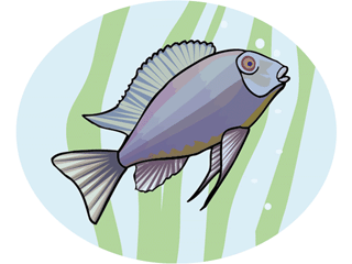 Others fish graphics