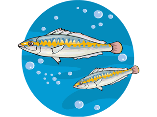 Others fish graphics