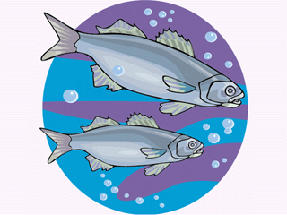 Others fish graphics