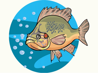 Others fish graphics