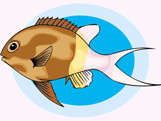 Others fish graphics