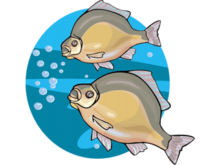 Others fish graphics