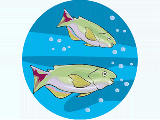 Others fish graphics