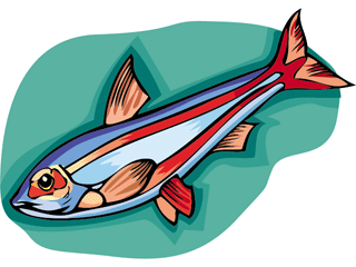 Others fish graphics