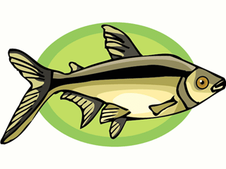 Others fish graphics