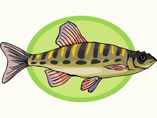 Others fish graphics