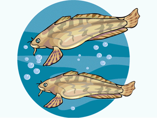 Others fish graphics