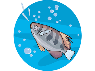 Others fish graphics