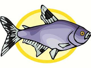 Others fish graphics