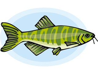 Others fish graphics