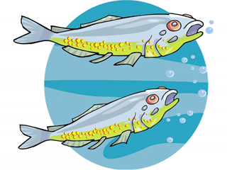 Others fish graphics