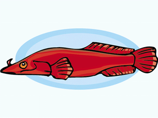 Others fish graphics