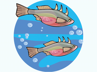 Others fish graphics