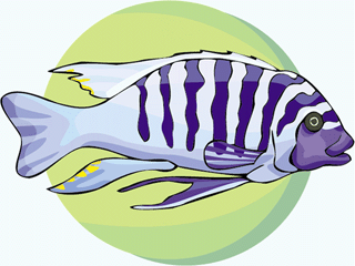 Others fish graphics