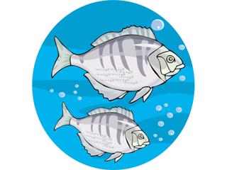 Others fish graphics