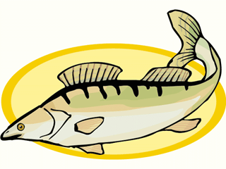 Others fish graphics