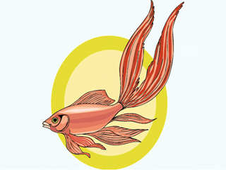 Others fish graphics