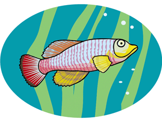 Others fish graphics