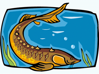 Others fish graphics