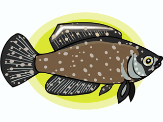 Others fish graphics