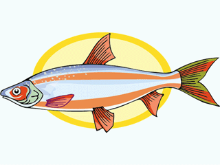 Others fish graphics