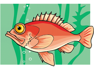 Others fish graphics