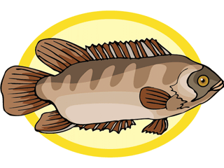 Others fish graphics