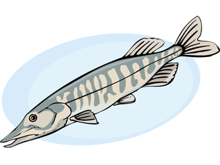 Others fish graphics