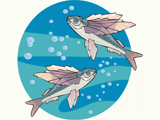 Others fish graphics