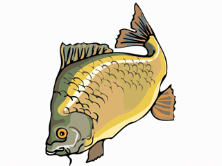 Others fish graphics