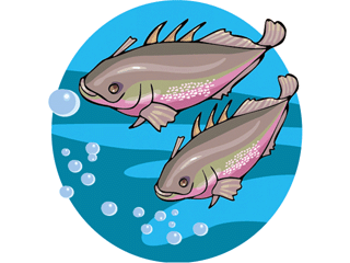 Others fish graphics