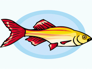 Others fish graphics