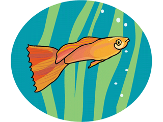 Others fish graphics