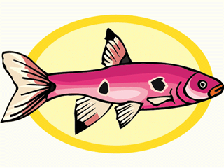 Others fish graphics