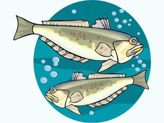 Others fish graphics