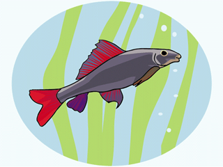 Others fish graphics