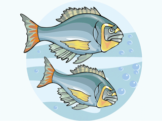 Others fish graphics