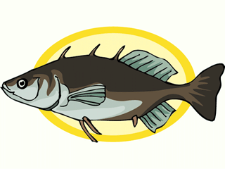 Others fish graphics