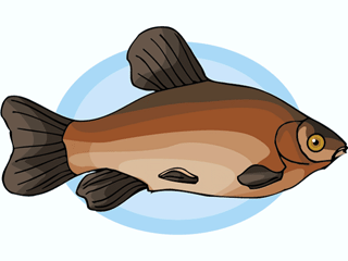 Others fish graphics