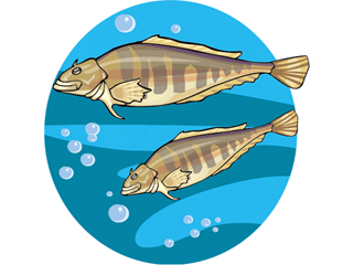 Others fish graphics