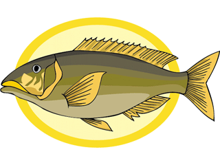 Others fish graphics