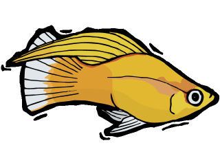 Others fish graphics