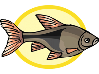 Others fish graphics