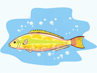 Others fish graphics