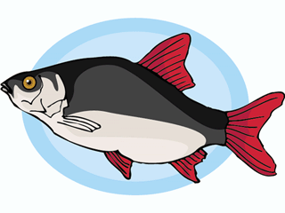 Others fish graphics