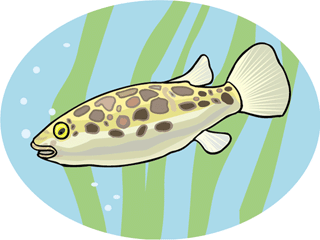 Others fish graphics