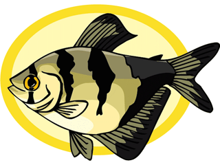 Others fish graphics