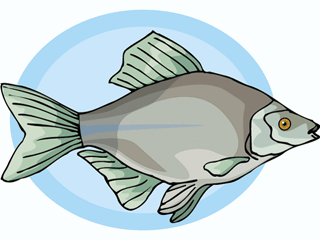 Others fish graphics