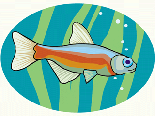 Others fish graphics