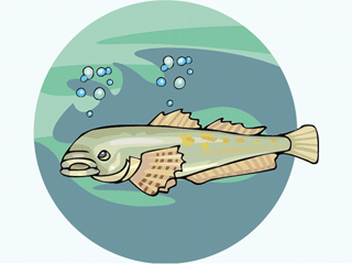 Others fish graphics